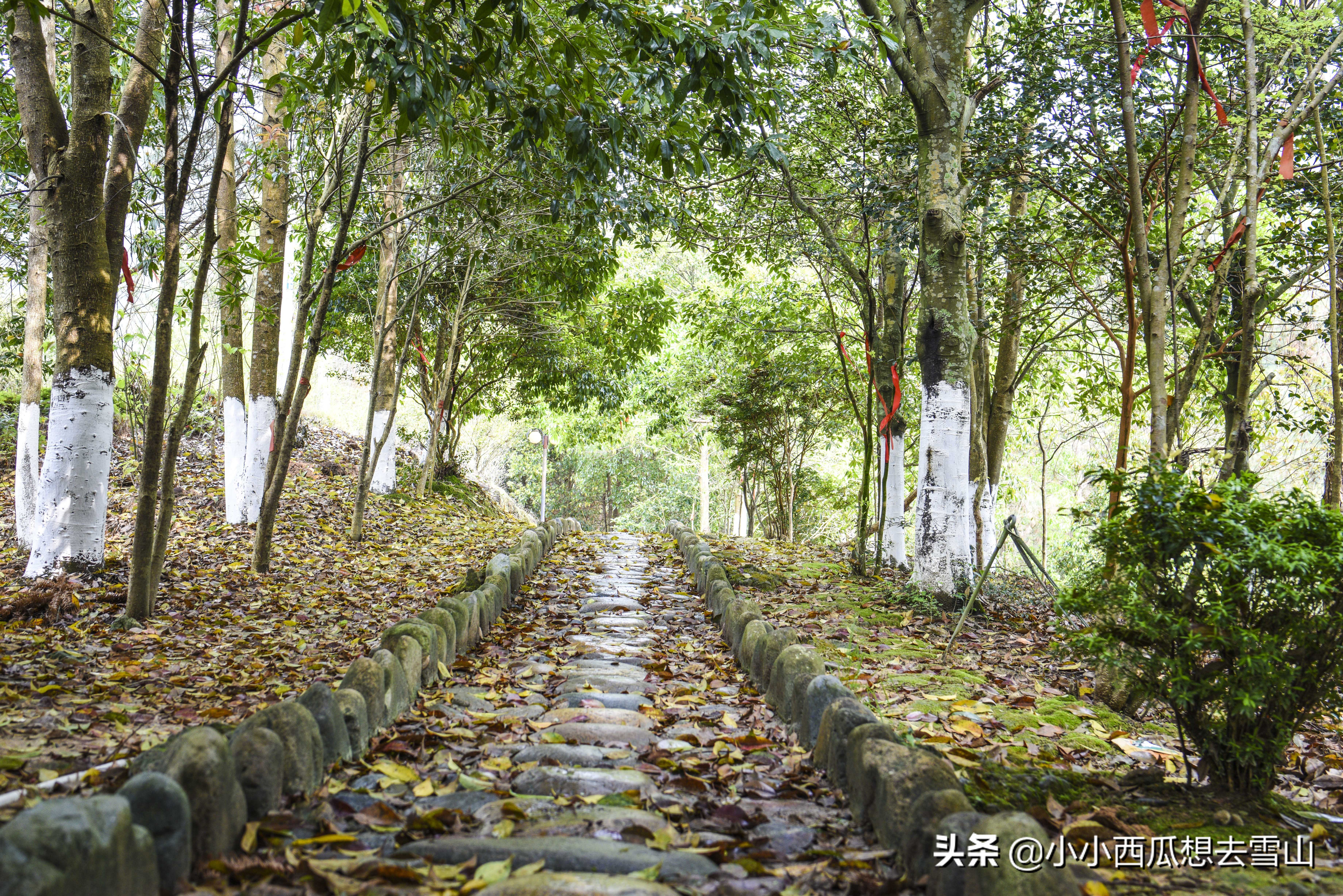 浙南小众宝藏旅行地,浙江温州灵溪铁索桥景点