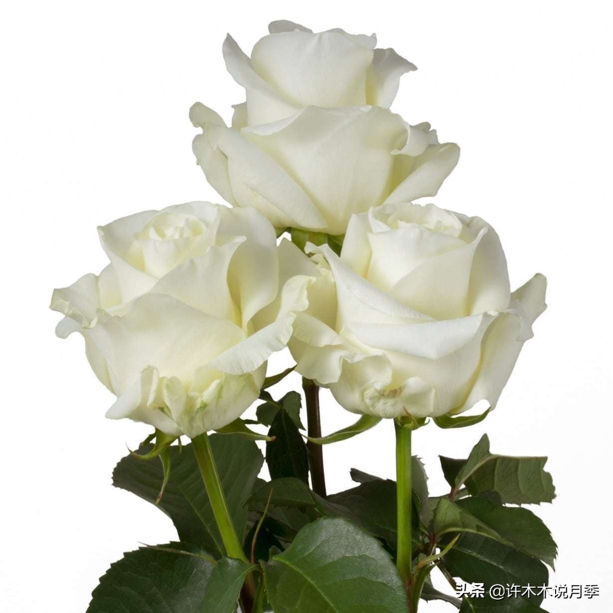 月季品种大全大图欣赏,美到窒息的月季品种图片