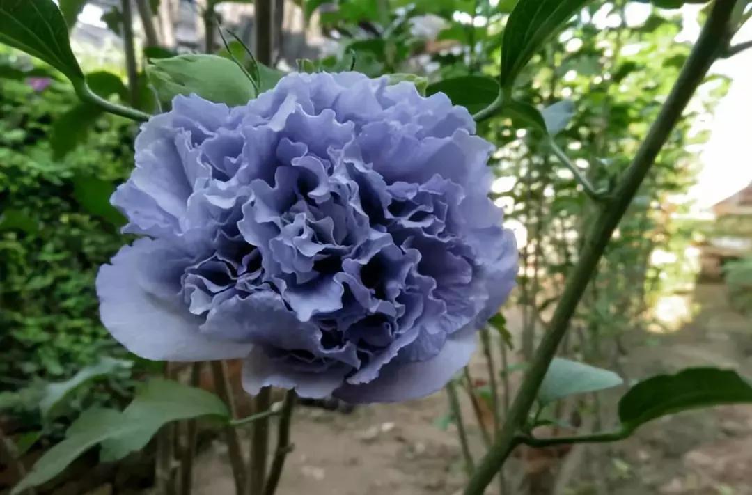 适合阳台养的四季开花有花香的花,花期长耐热耐寒又好养的花卉