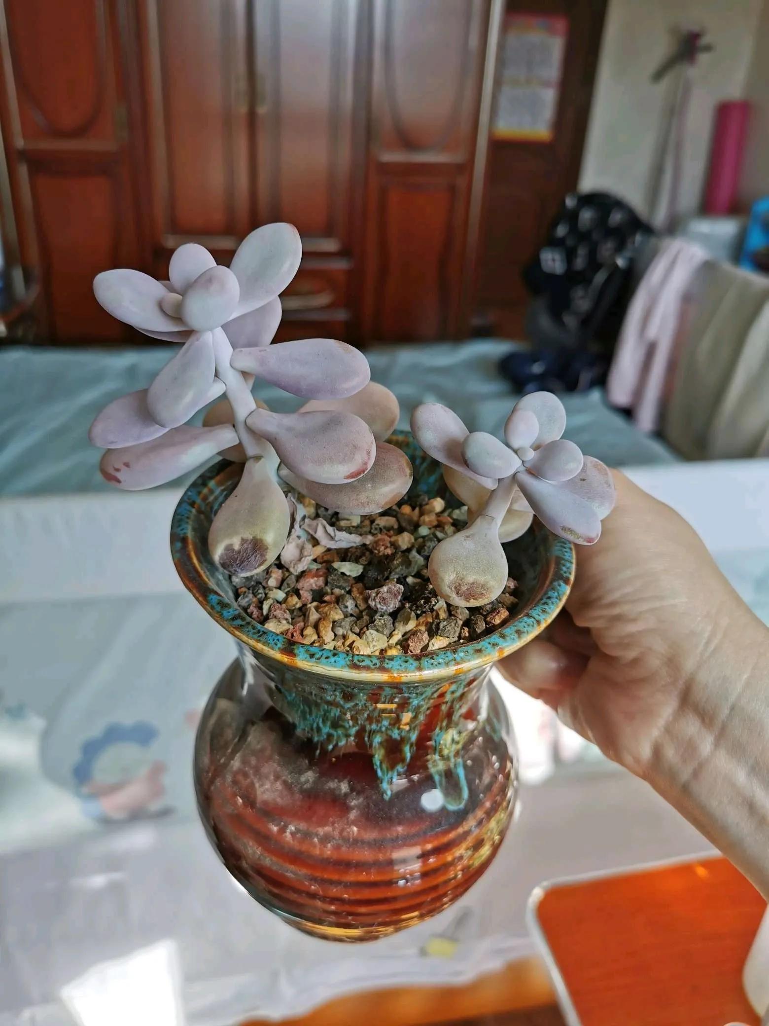 桃蛋徒长了还能恢复吗,桃蛋徒长叶片间距大怎么办