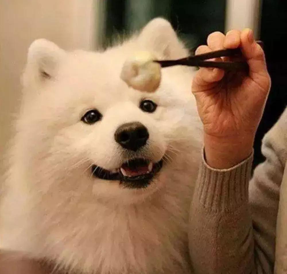 狗狗随地大小便如何惩罚,狗狗尿错了怎么惩罚它