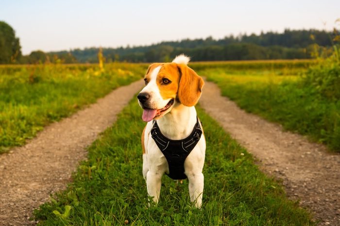 讨人喜欢的犬种有哪些,最喜欢的狗是什么狗