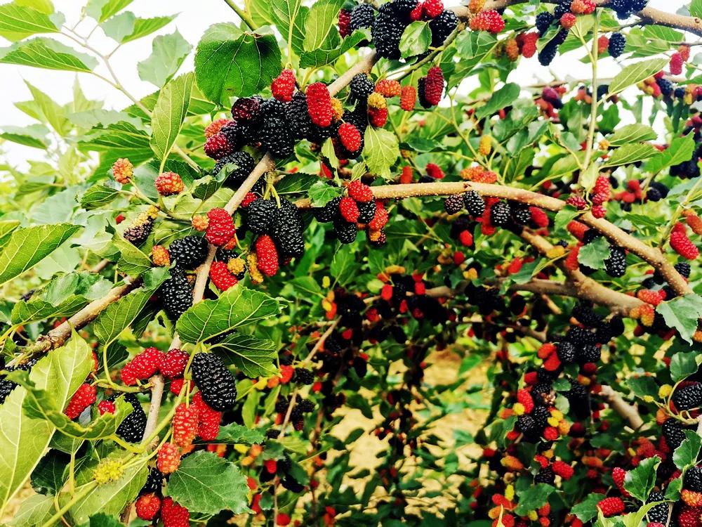 东方紫酒详细介绍,东方紫酒新国粹