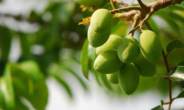 厦门能带走的十大特产厦门烟,厦门特产带走