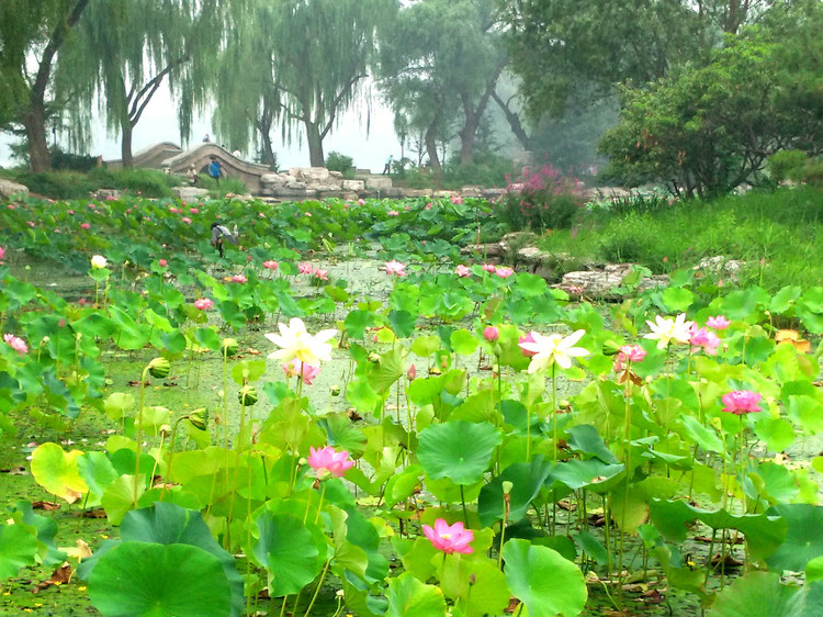 北京赏荷,了解十大赏荷胜地
