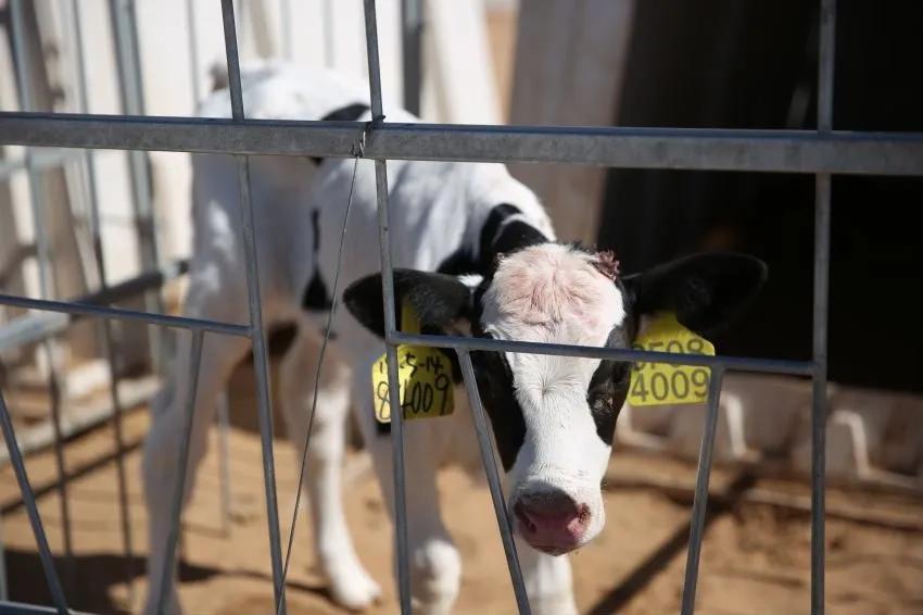 零售圣牧牛奶,圣牧牛奶销售市场前景