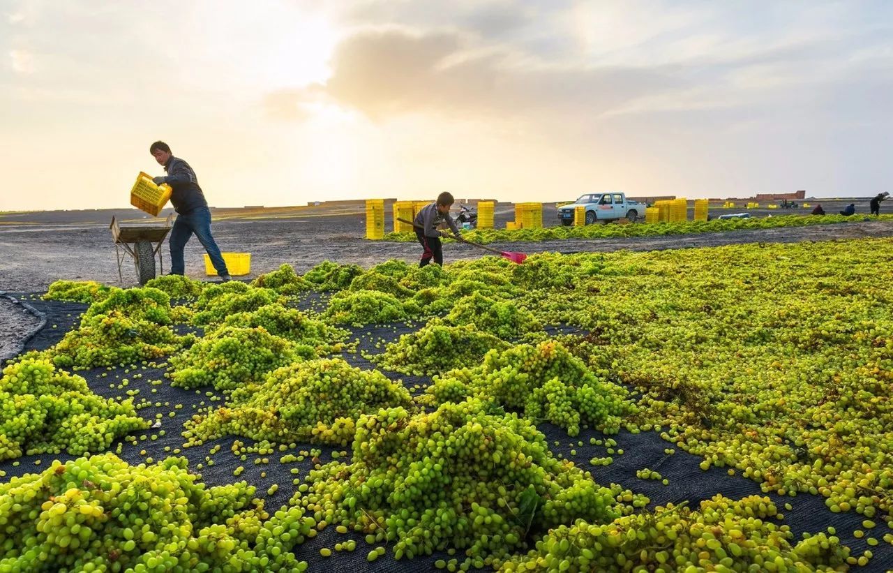 葡萄干吃的时候要怎么洗,葡萄干吃的时候怎么洗比较干净