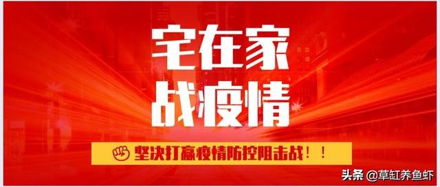 草缸养鱼的方法和注意事项,草缸除了养鱼还可以养什么
