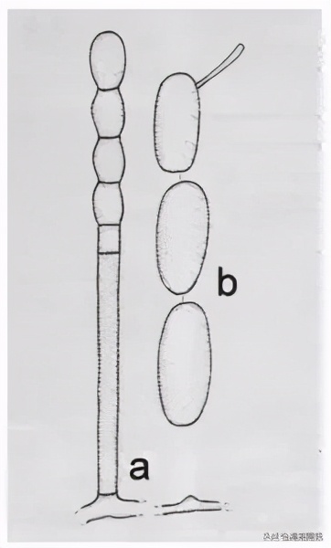 菊花白锈病症状,菊花白粉病的鉴定与防治