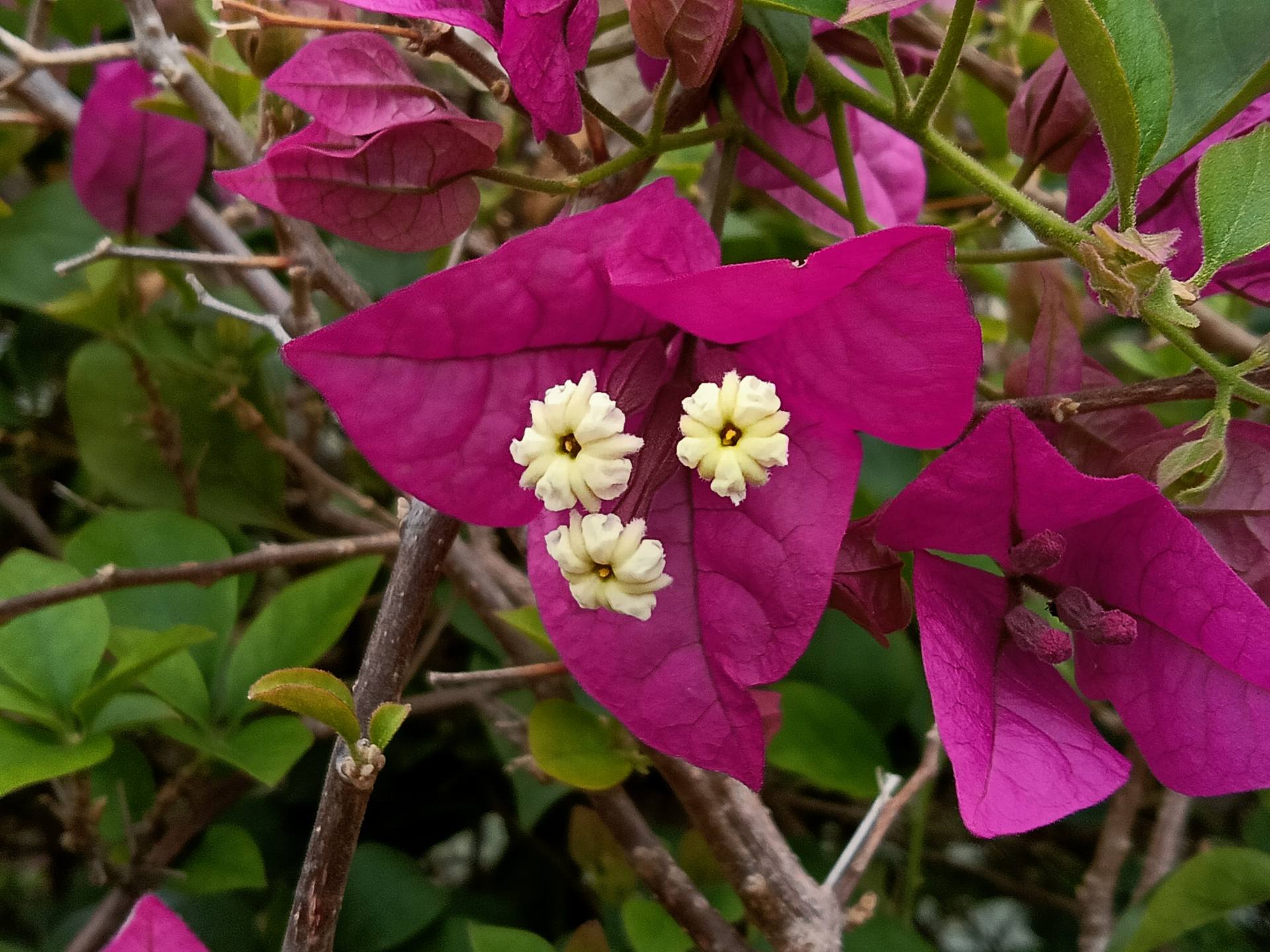 realmev11一亿像素,realmev11有120帧吗