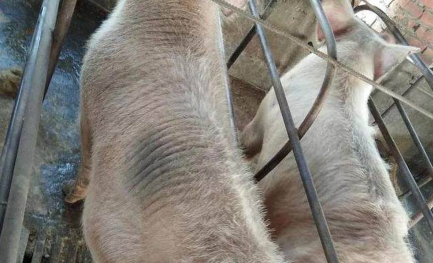 农村养猪十大忌口,农村母猪肉能不能吃