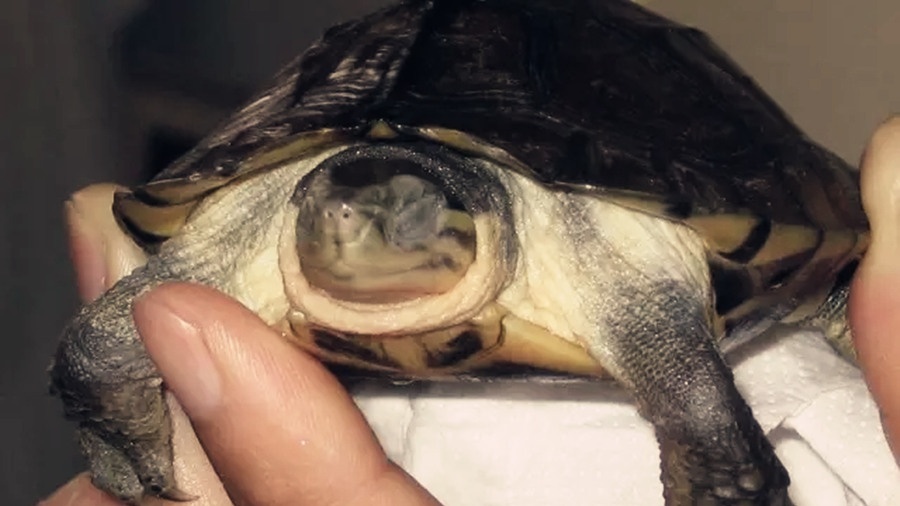 乌龟开春了眼睛睁不开怎么办,什么季节乌龟容易生病