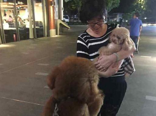 泰迪犬的这7种表现,泰迪吃醋了