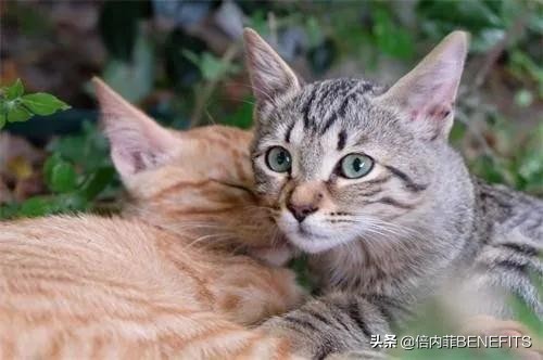 猫咪绝育后为什么会乳腺增生,猫咪绝育后为啥还会生