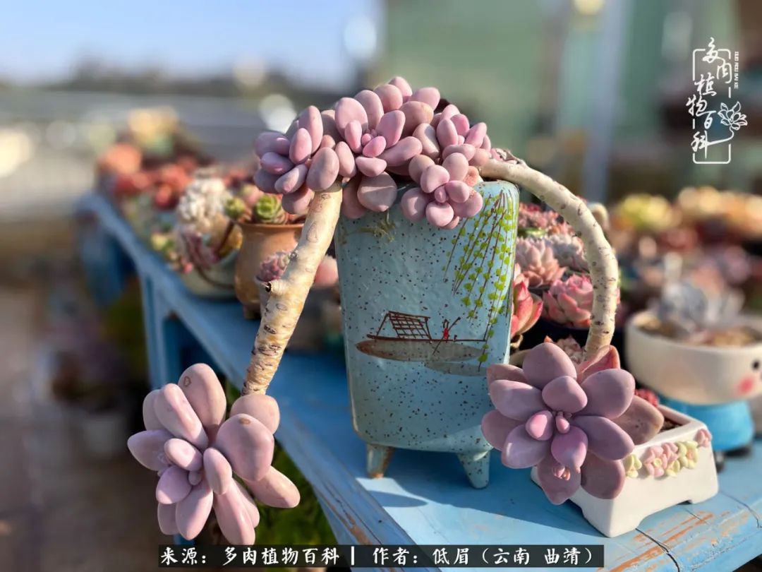 多肉植物百科如何投稿,感谢多肉植物百科的陪伴