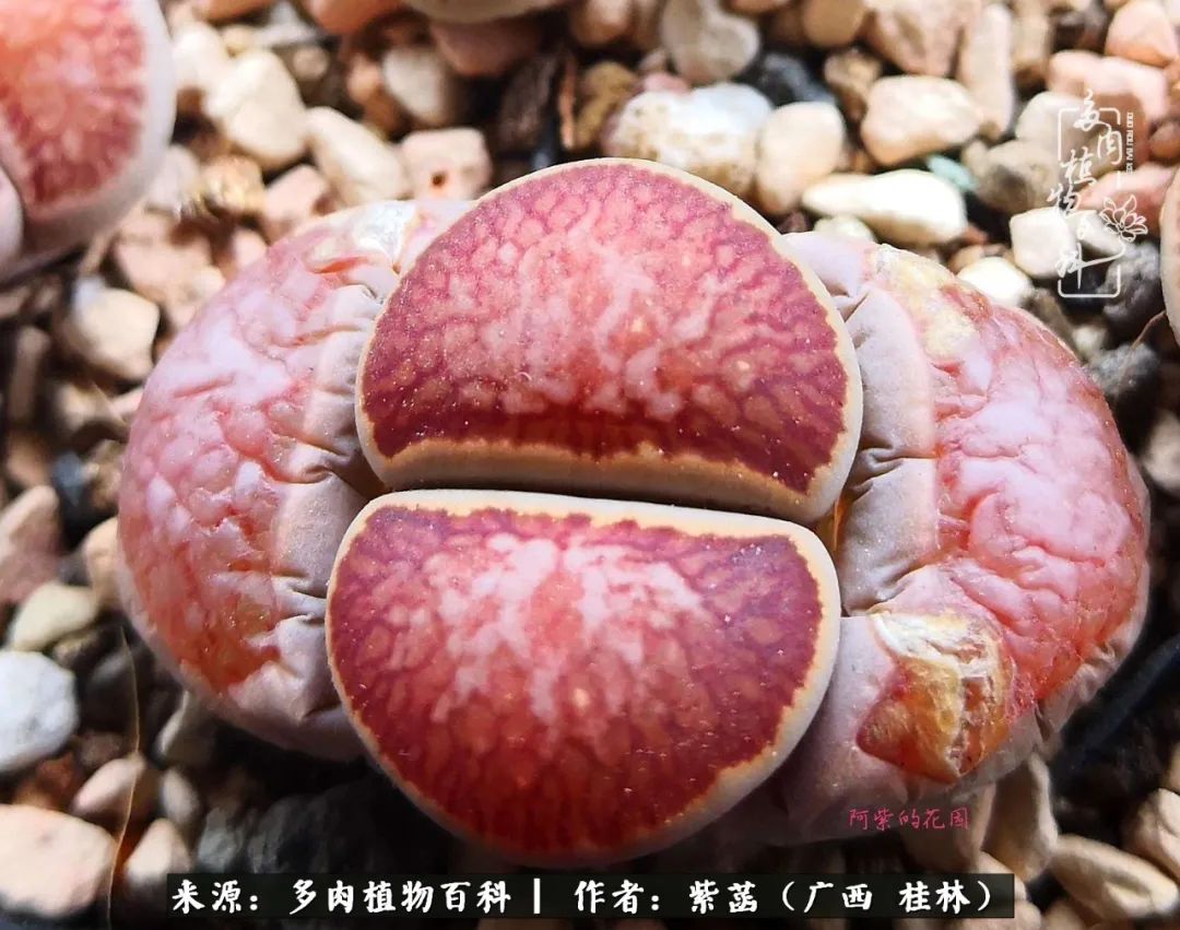 如何在夏天买的多肉度夏,多肉度夏好帮手