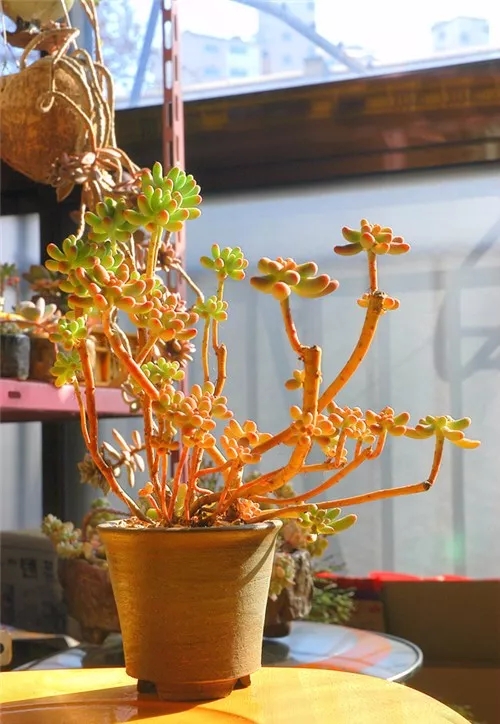 多肉老桩速成法根本用不了三五年,多肉怎么养成老桩小技巧