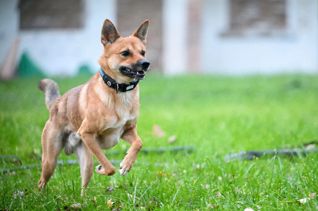 尼康z2470f4和24200选哪个好,尼康旗舰微单z9将问世中关村在线