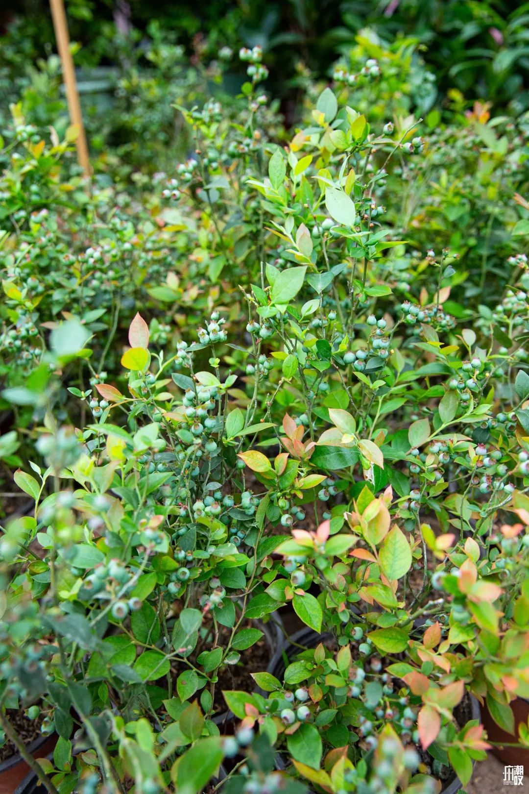 深夜去广州的花卉市场买花,如何逛斗南花卉市场买花便宜