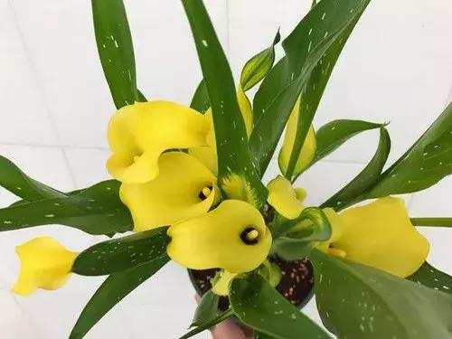 白掌和马蹄莲是一种花吗图片,白掌跟马蹄莲叶茎的区别