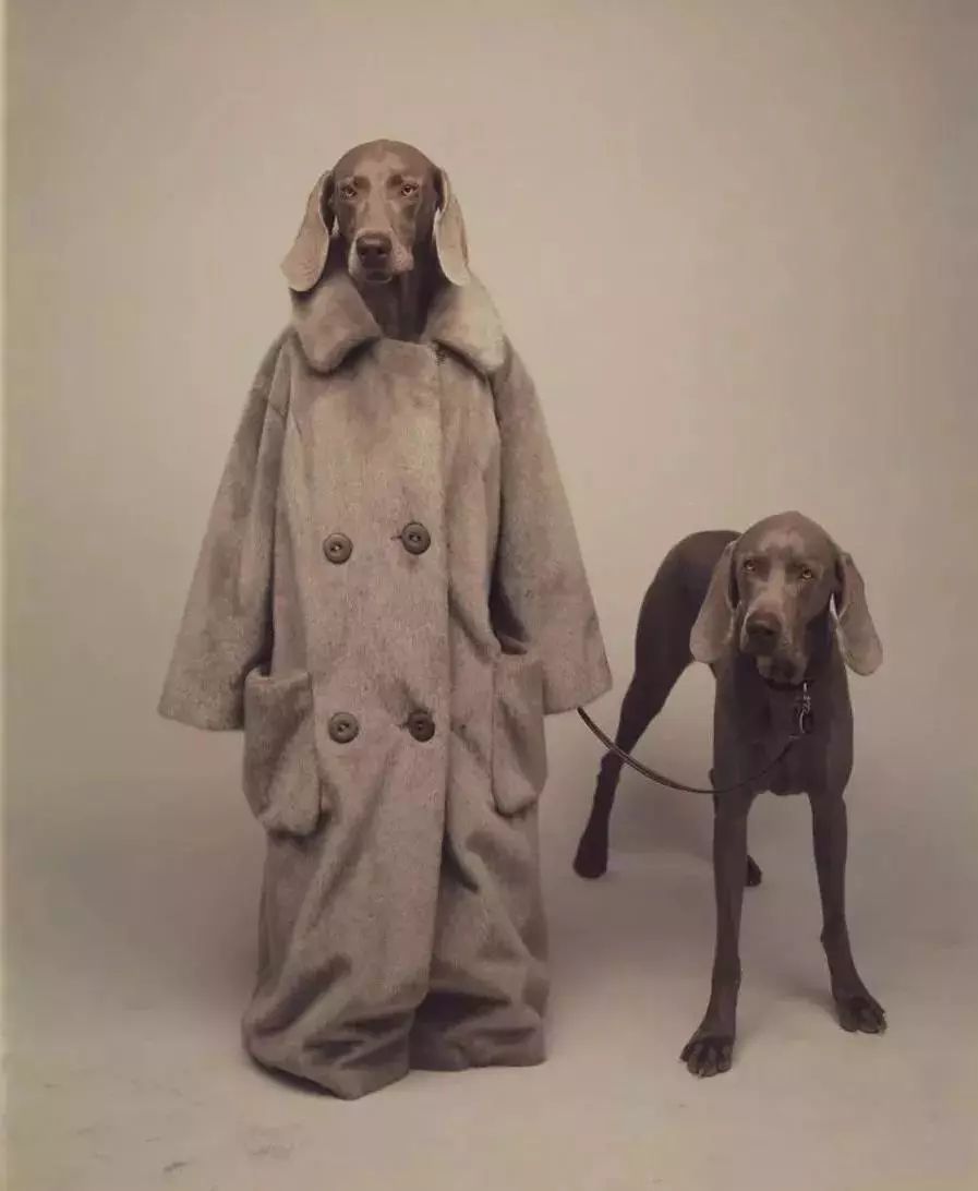 别动不动“累成狗”，汪星人表示不服！