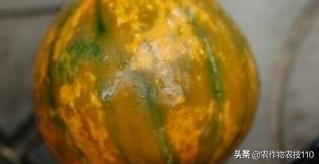 南瓜高产种植，病害重、虫子多；如何防治效果好呢？