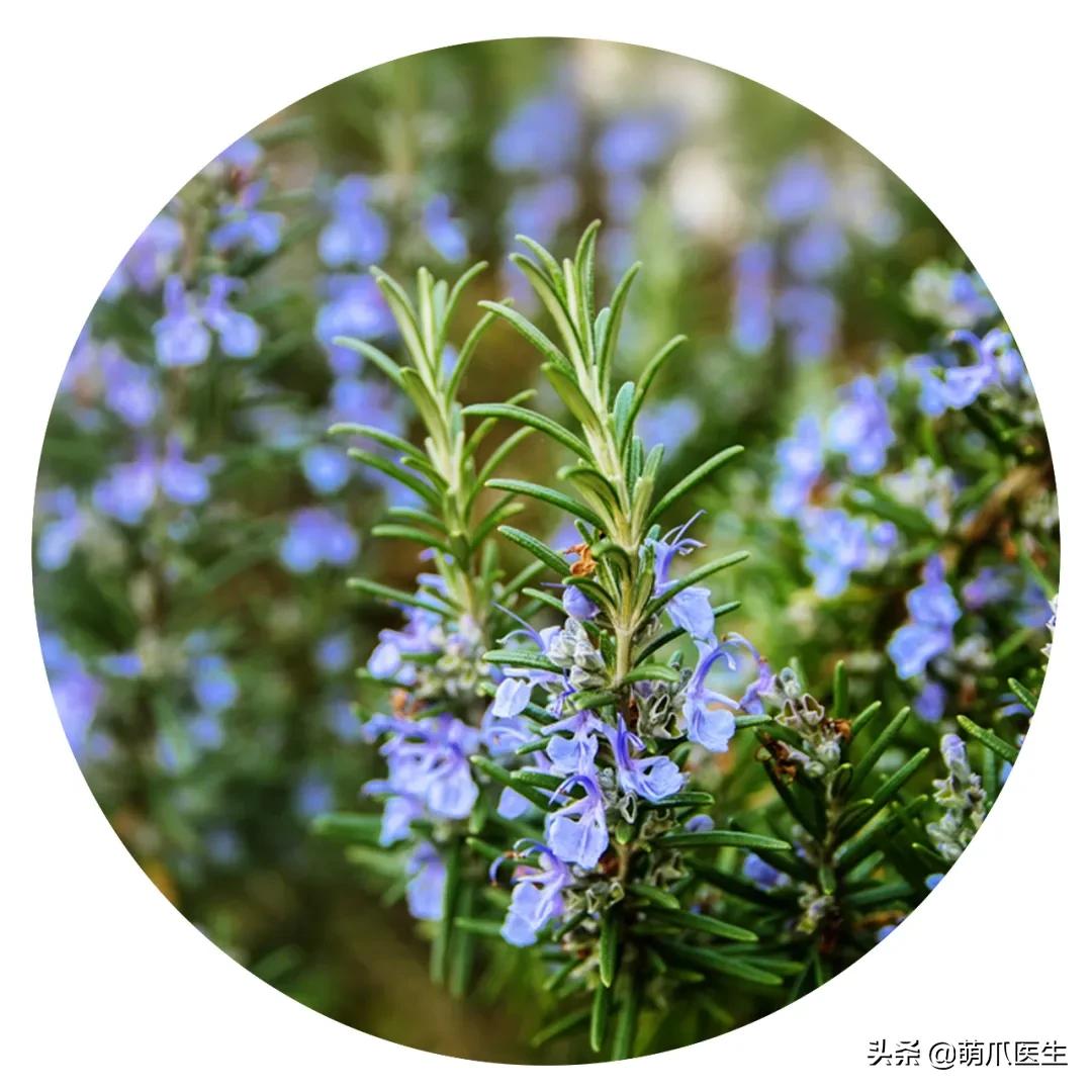 养了猫还可以养兔子吗,养了猫还适合养鹦鹉吗