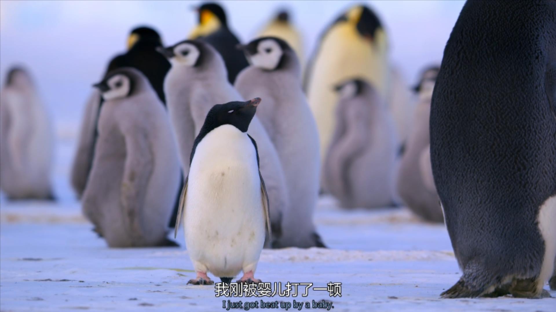 大过年的，被这些小萌萌给笑掉了头