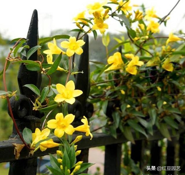 法国香水茉莉爬藤盆栽怎样栽种,香水茉莉花苞