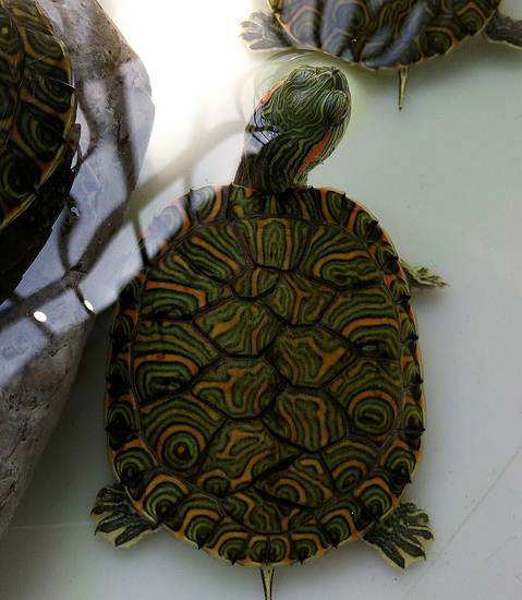 错甲龟和正常龟哪个贵,黄头侧颈龟错甲什么意思