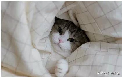 猫为什么喜欢钻被窝趴在脚上睡觉,猫为什么喜欢钻被窝啊