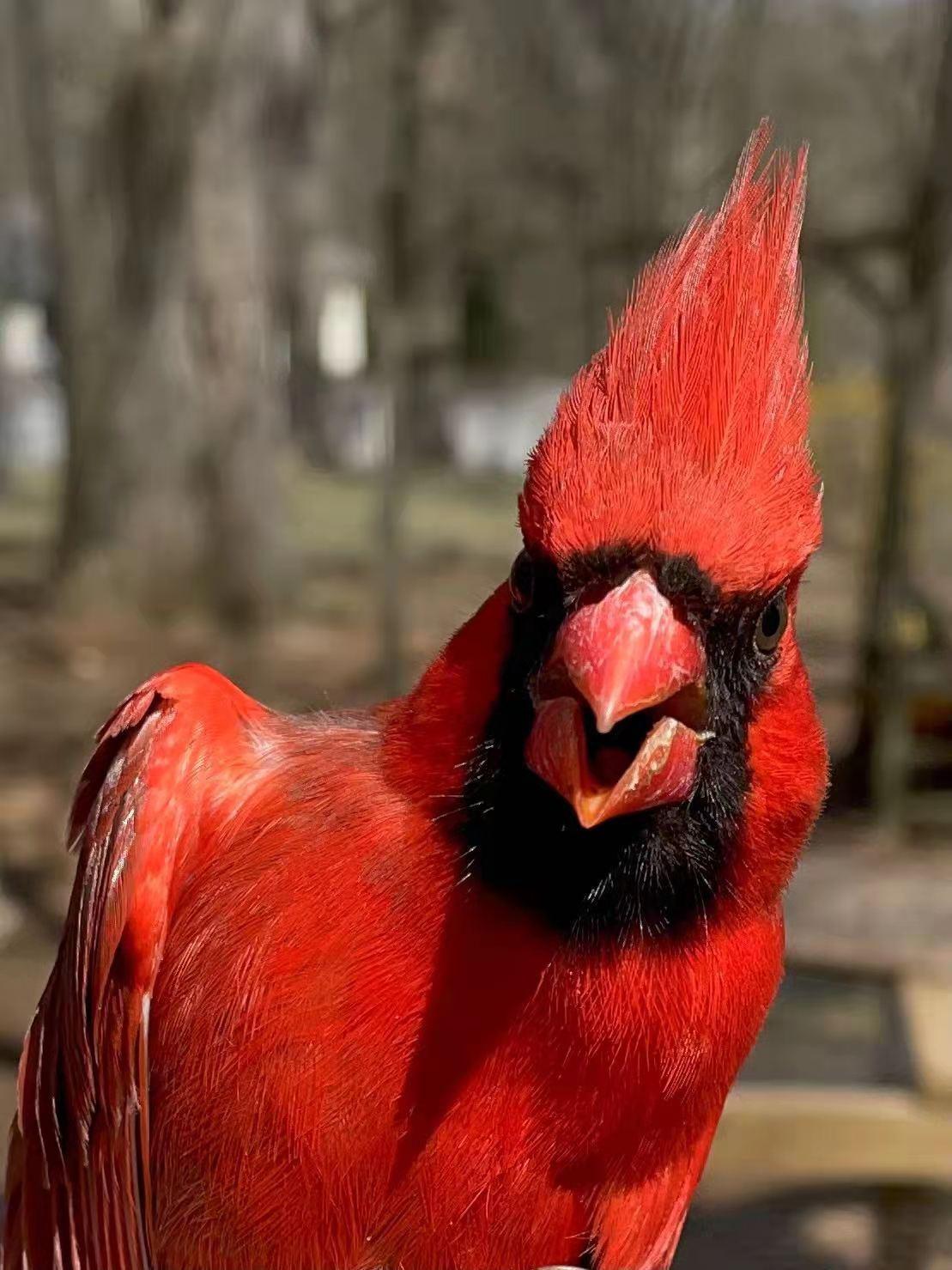 寂静的春天蕾切尔卡森的读书笔记,寂静的春天是蕾切尔·卡森写的吗