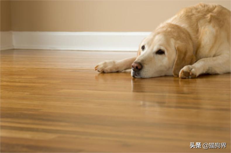 狗狗皮肤病以后皮肤变黑怎么治疗,狗狗皮肤有皮肤病要怎么处理