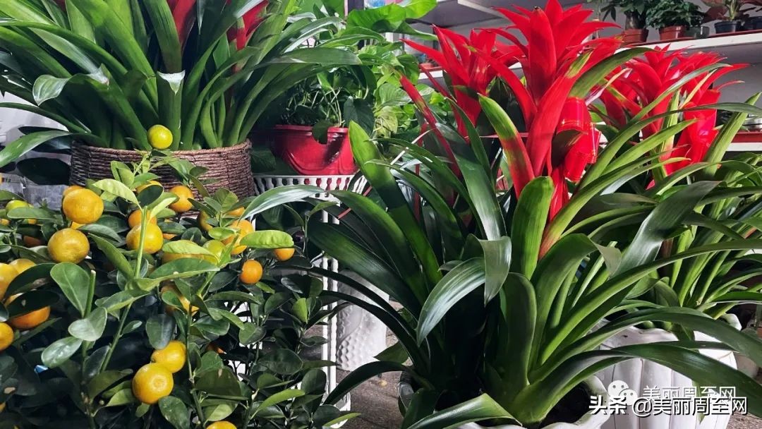 春节临近，周至这条街的花市升温！你知道哪些花最受欢迎吗？