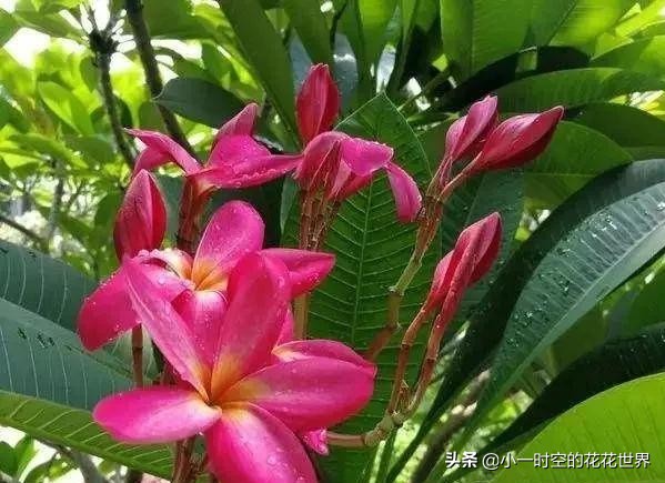 花花世界很美好下一句,花花世界很独特