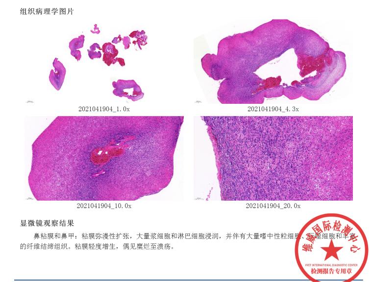 猫咪额头鼓起来软软的怎么回事,猫咪额头红怎么回事