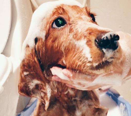 狗狗第一次来月经怎么办,狗狗初次来月经要怎么护理