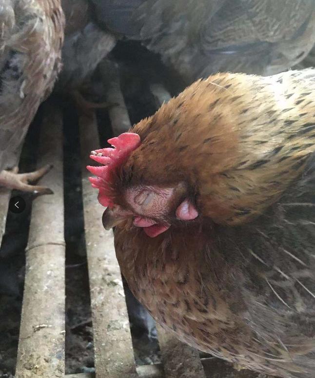 鸡发烧吃什么药效果好,鸡发烧用什么药物治疗有效