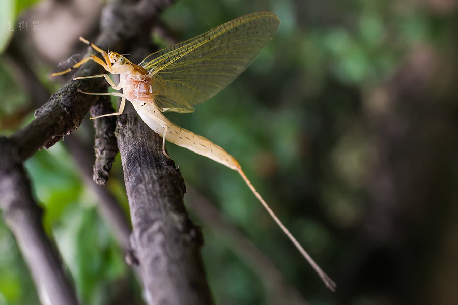 河南邓州惊现飞虫集聚，被传为“涨水蛾”，它们的出现意味什么？