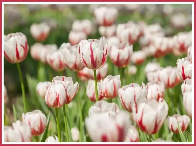 魔都赏花旅游攻略,魔都春季赏花好地方