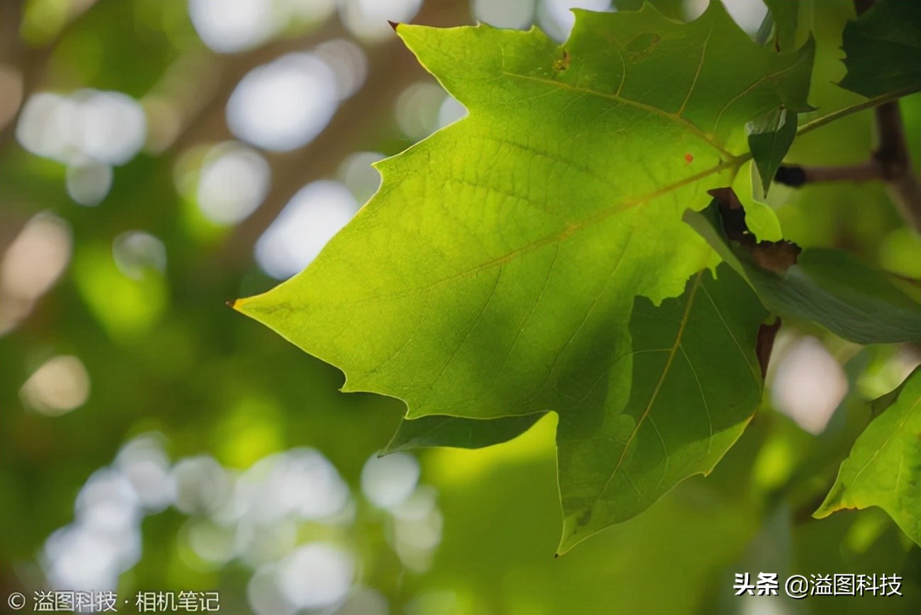 适马18-502.8评测,适马18-502.8镜头评测