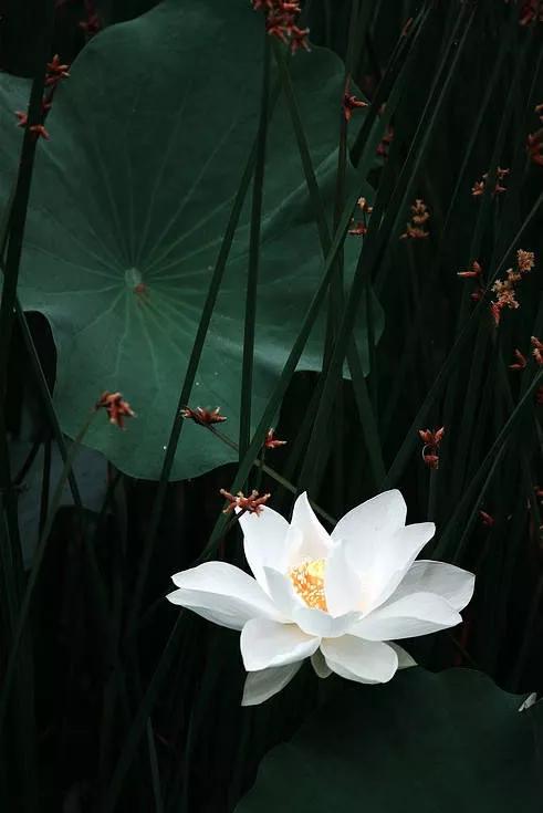 梦在远方致青春,献给即将毕业的学生