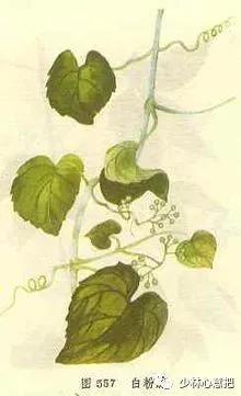 动物中药功效大全,中药药材大全及功效