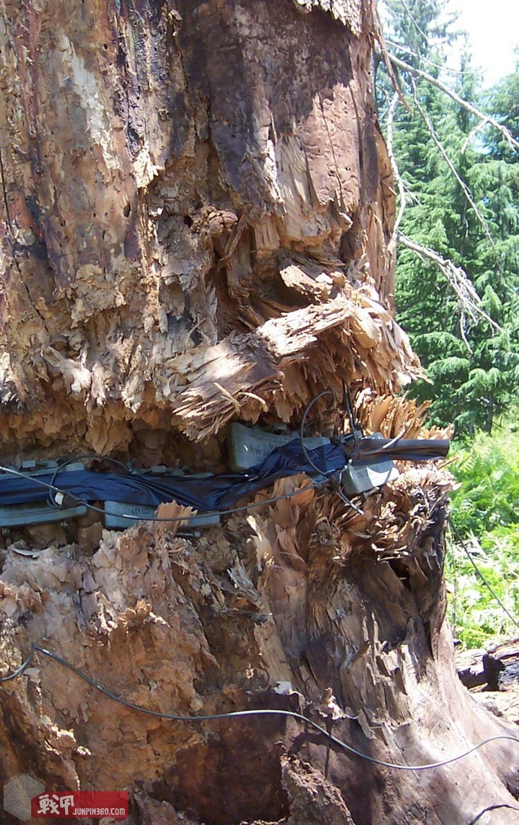 孤独的幸存者真相是什么,《孤独的幸存者》的真相