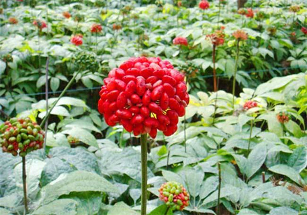 云南白药三七种植,云南三七与云南白药有什么区别