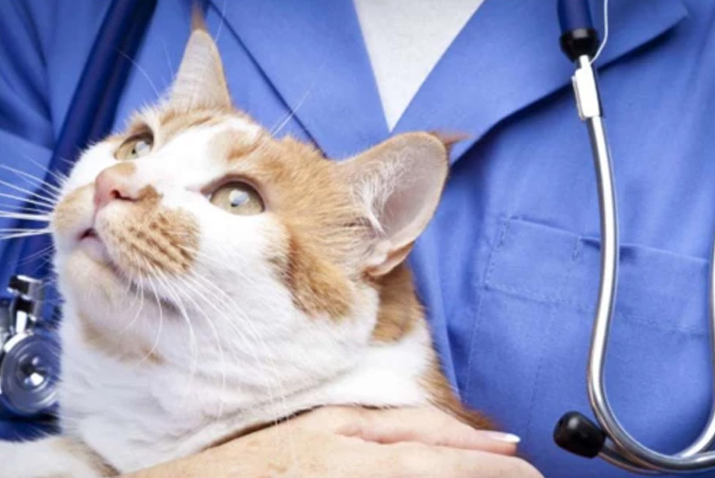 什么是莱姆病症状,为什么莱姆病叫莱姆病