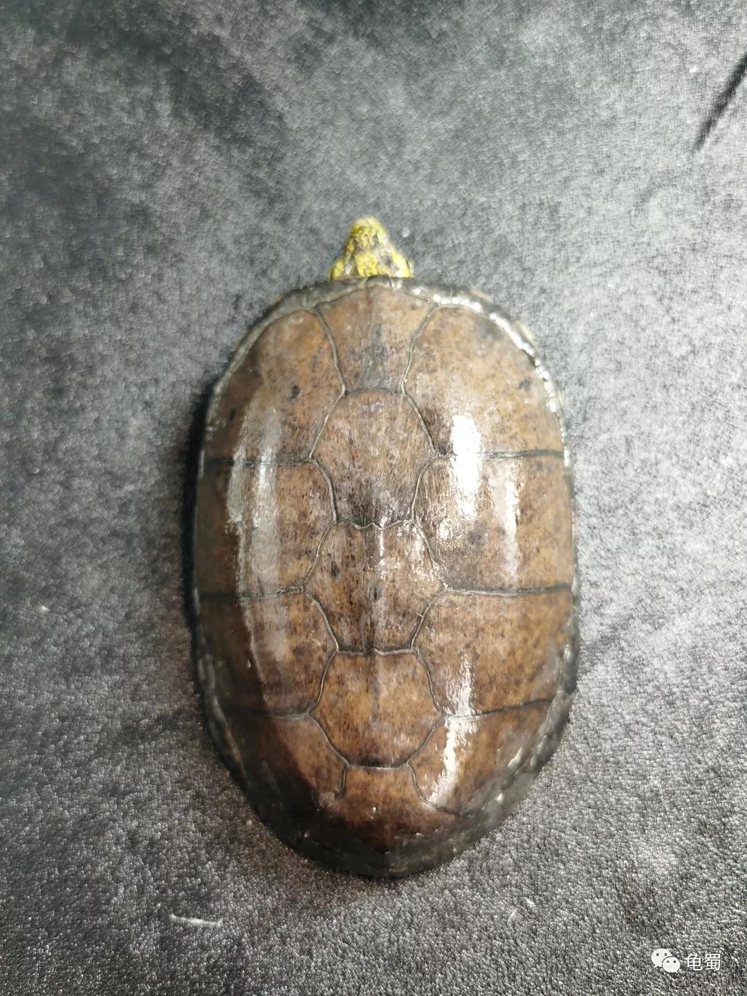 黄泽泥龟为什么冷门,泥龟冷门品种