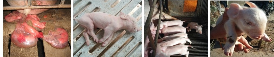 猪只出现呕吐现象，很担心是非洲猪瘟，难道中招了？