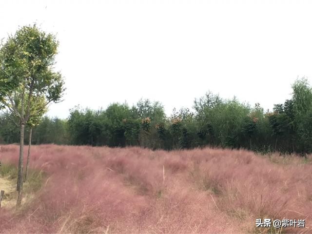 襄阳薰衣草庄园,襄阳薰衣草庄园在哪里呀