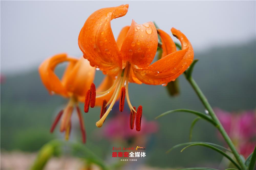 以花为媒惠美“泰山•百合和园”田园综合体花开最美乡村